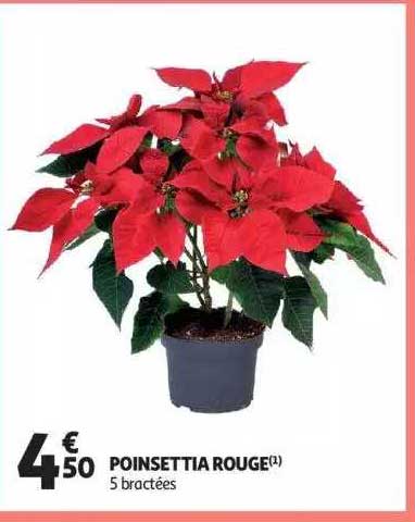 Poisettia Rouge