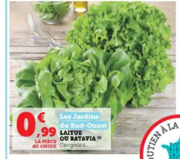 Laitue Ou Batavia Les Jardins Du Sud-ouest