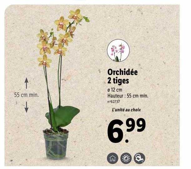 Orchidée 2 Tiges