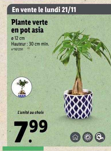 plante verte en pot asia