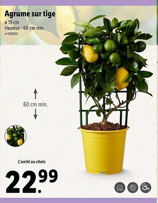 agrume sur tige