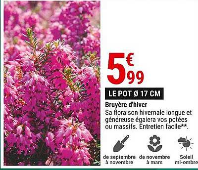 bruyère d'hiver