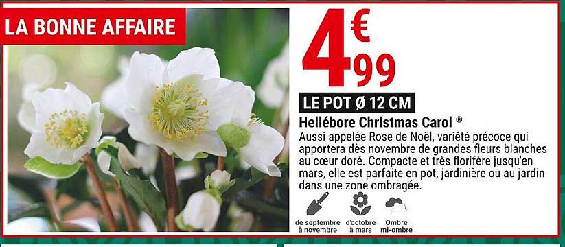 hellébore christmas carol