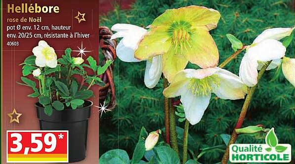 hellébore rose de noël