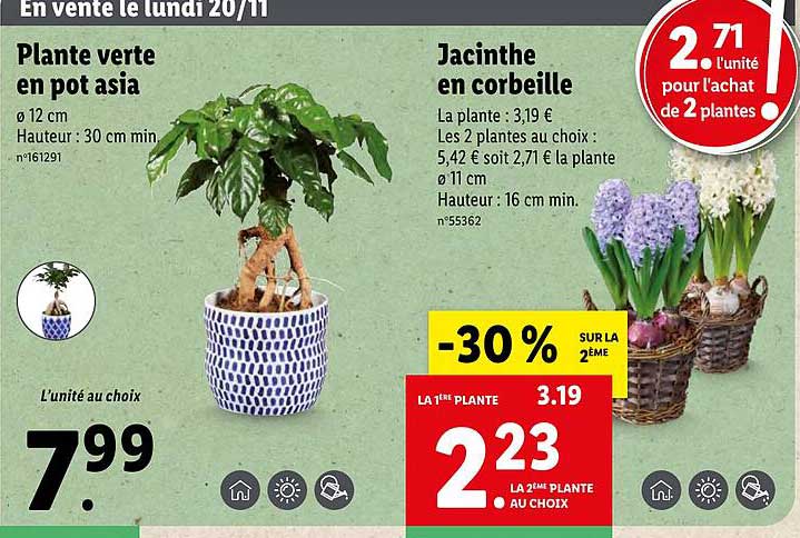 plante verte en pot asia, jacinthe en corbeille