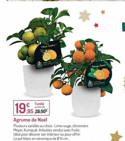 Agrume De Noël