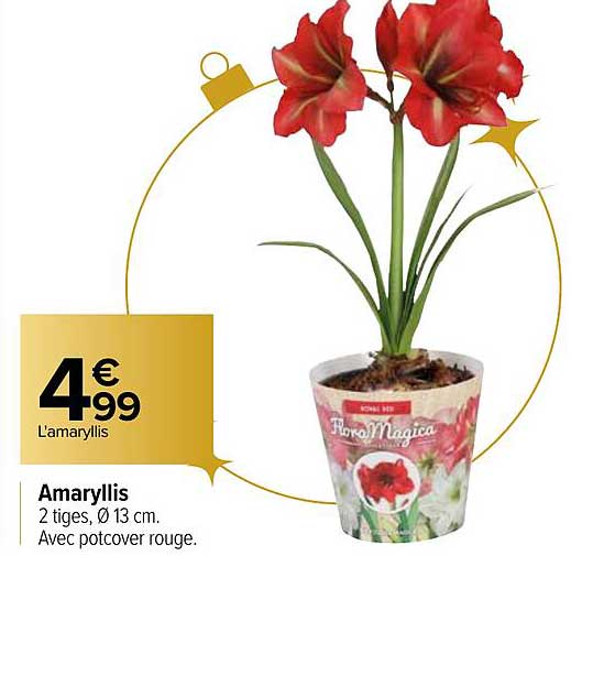 amaryllis