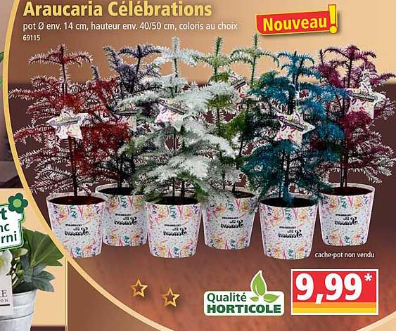 araucaria célébrations