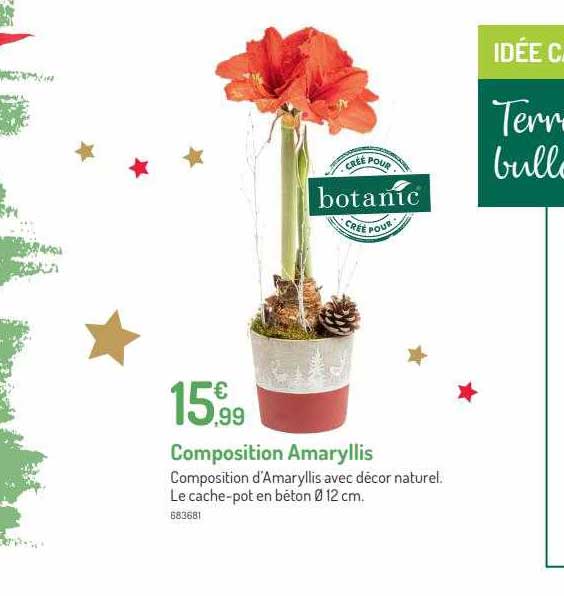 composition amaryllis