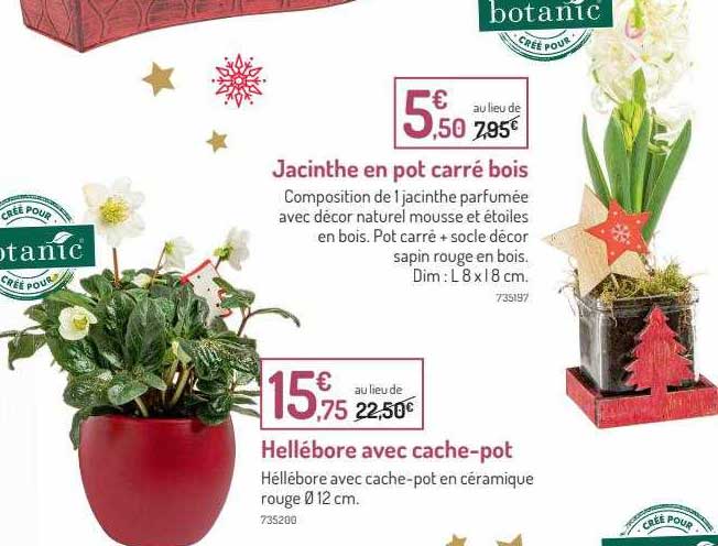 hellébore avec cache-pot