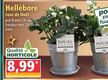 hellébore rose de noël