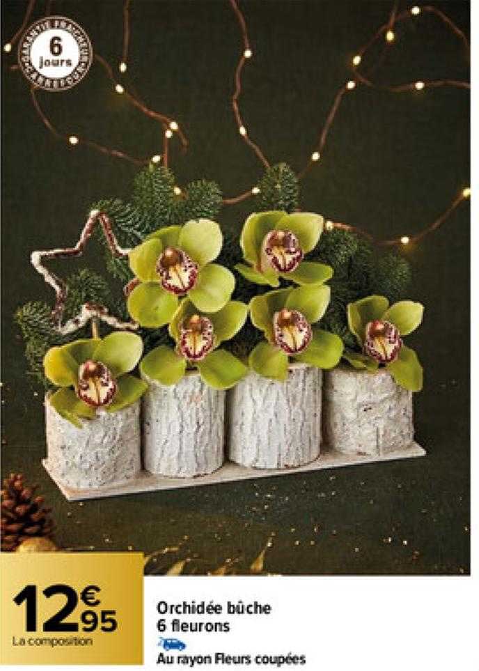 orchidée bûche 6 fleurons