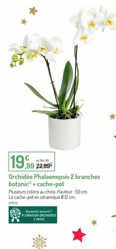 orchidée phalaenopsis 2 branches botanic + cache-pot