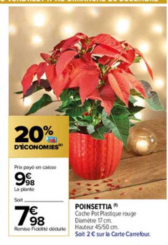 poinsettia