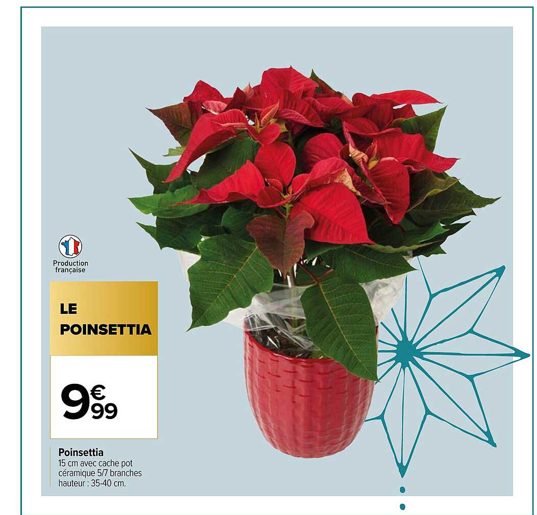 poinsettia
