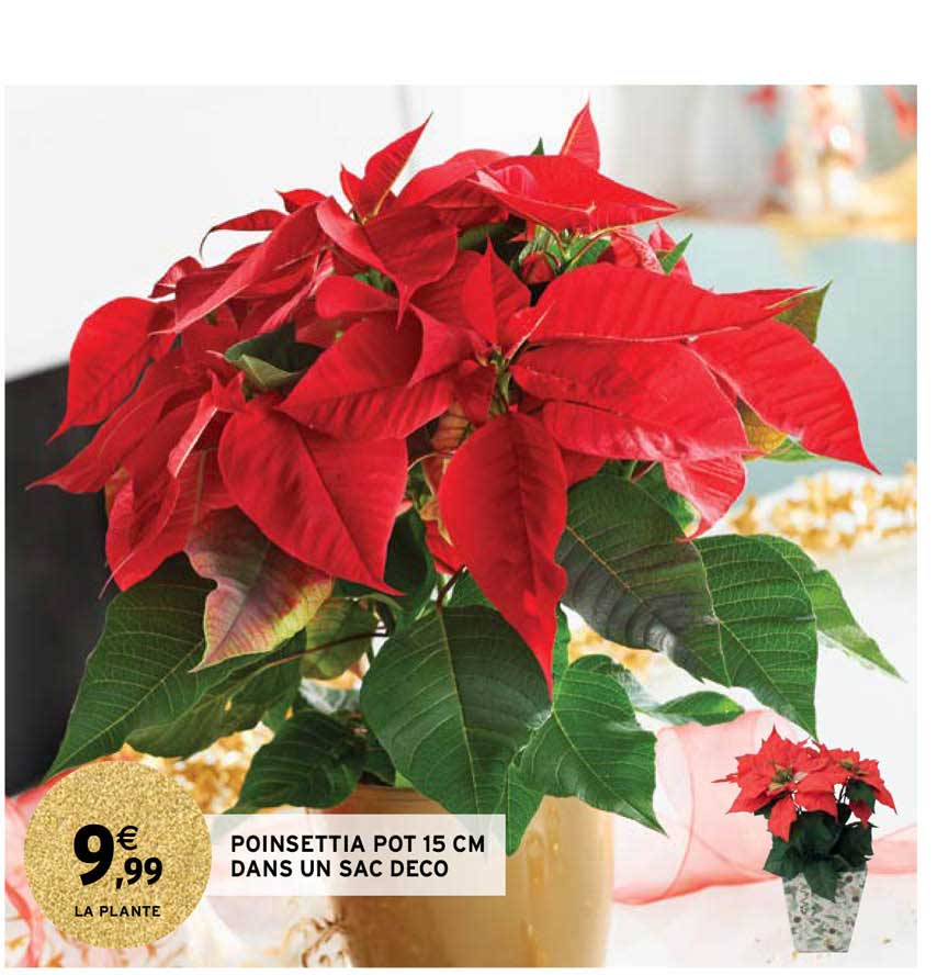 poinsettia pot 15 cm dans un sac déco