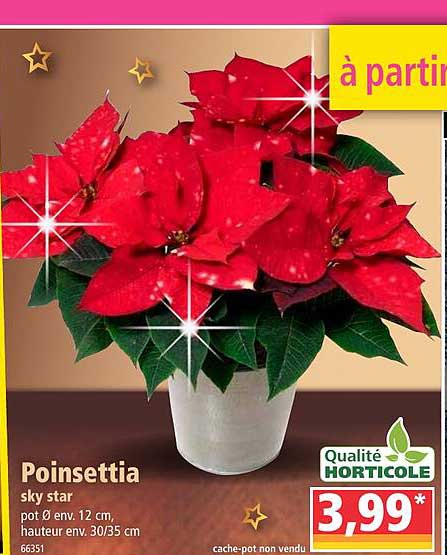 poinsettia skyr star