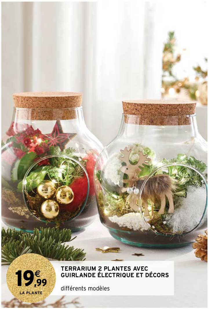 terrarium 2 plantes avec guirlande électrique et décors