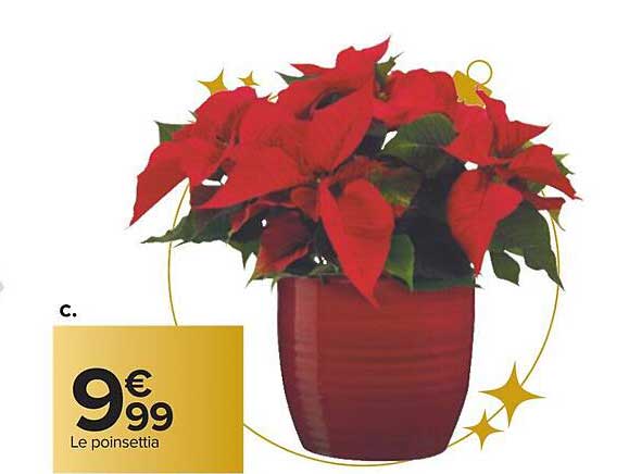 le poinsettia