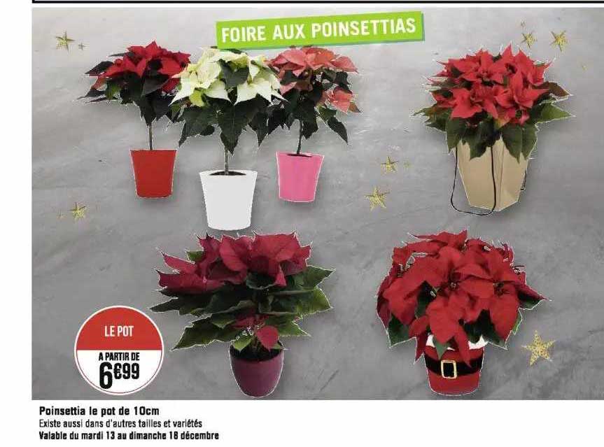 poinsettia le pot de 10 cm