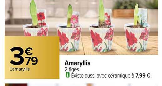 Amaryllis