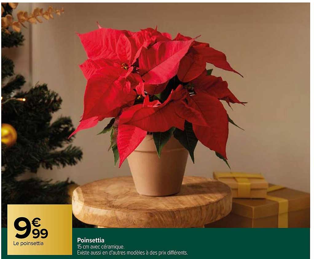 poinsettia