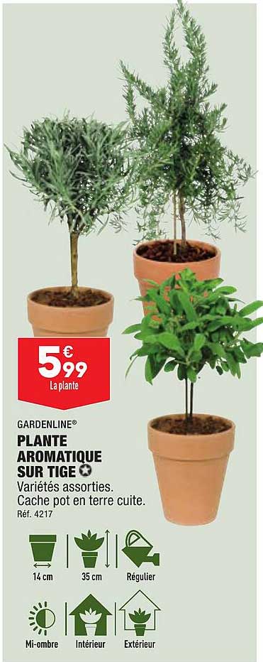 gardenline plante aromatique sur tige