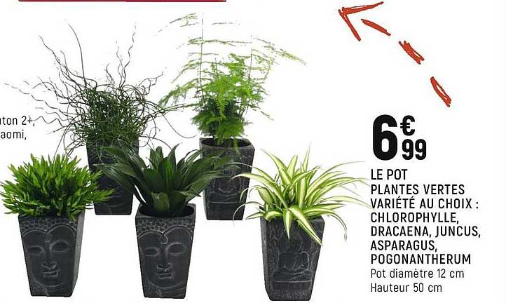 plantes vertes variété au choix : chlorophylle, dracaena, juncus, asparagus, pogonantherum