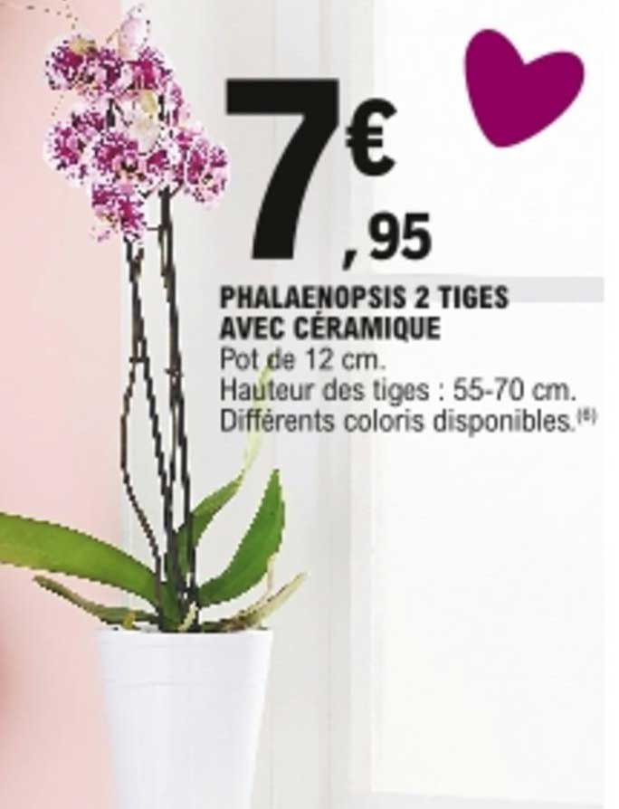 Phalaenopsis 2 Tiges Avec Céramique