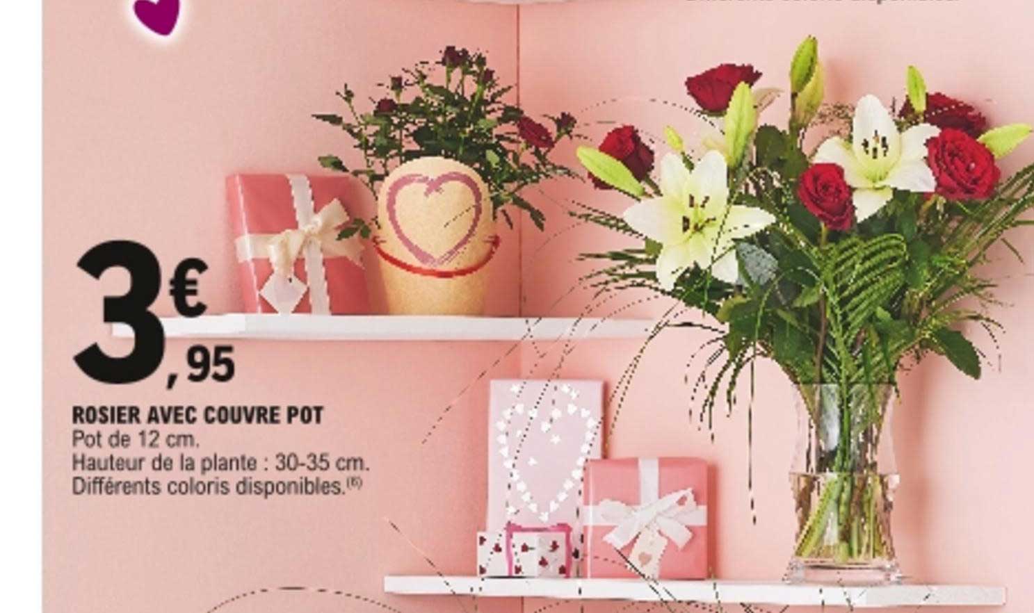 rosier avec couvre pot