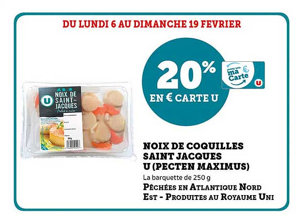 noix de coquilles saint jacques u (pecten maximus)