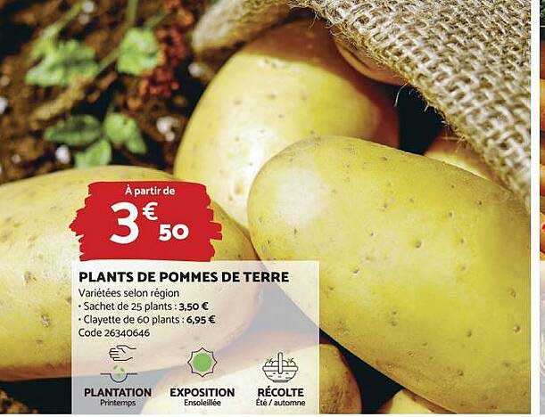 plants de pommes de terre