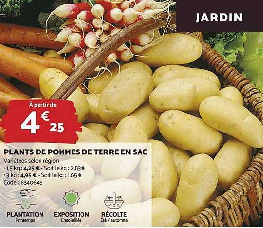 plants de pommes de terre en sac