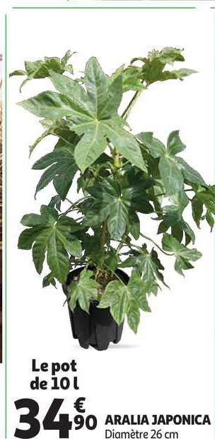 Aralia Japonica