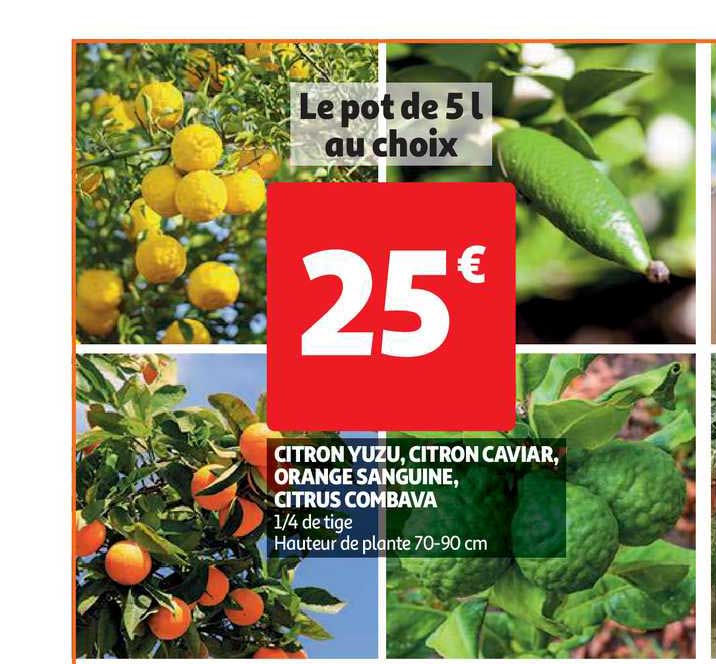 citron yuzu, citron caviar, orange sanguine, citrus combava