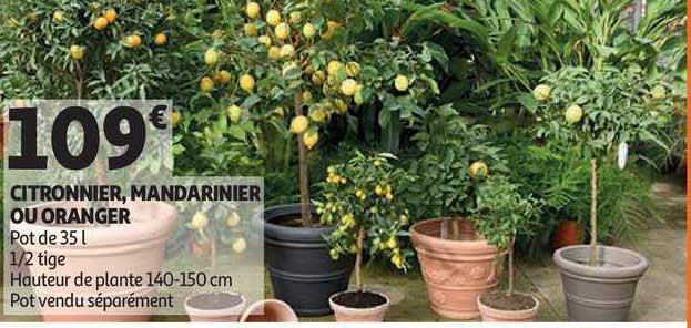 citronnier, mandarinier ou oranger