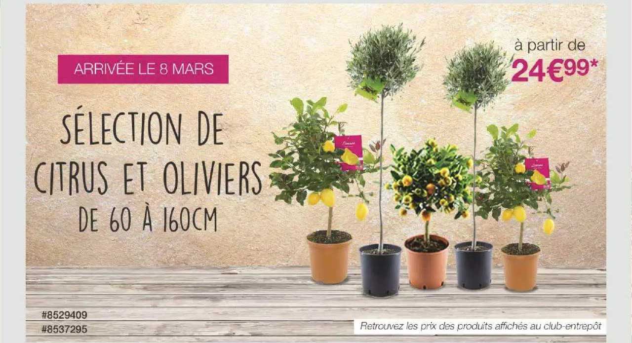 citrus et oliviers