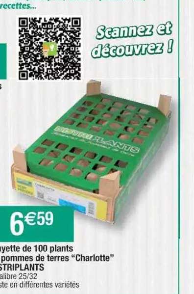 clayette de 100 plants de pommes de terres "charlotte"