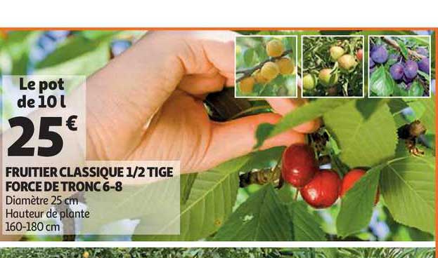 fruitier classique 1-2 tige force de tronc 6-8