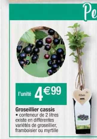 groseillier cassis