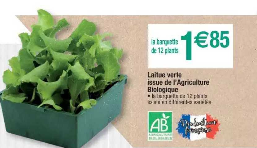 laitue verte issue de l'agriculture biologique