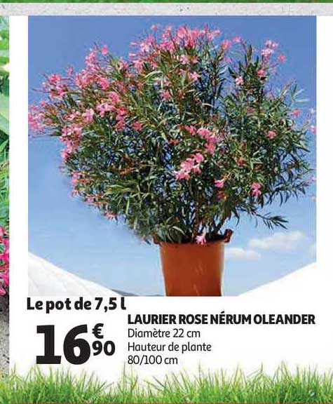 Laurier Rose Nérum Oleander