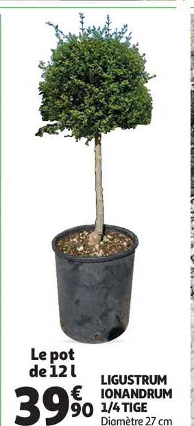 ligustrum ionandrum 1-4 tige