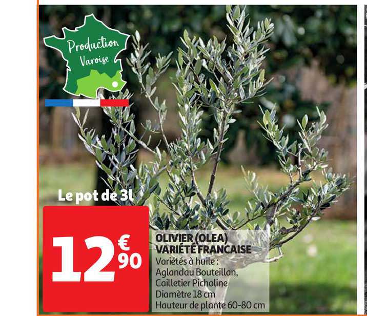 olivier (olea) variété française