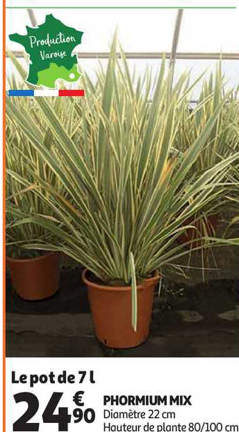 phormium mix