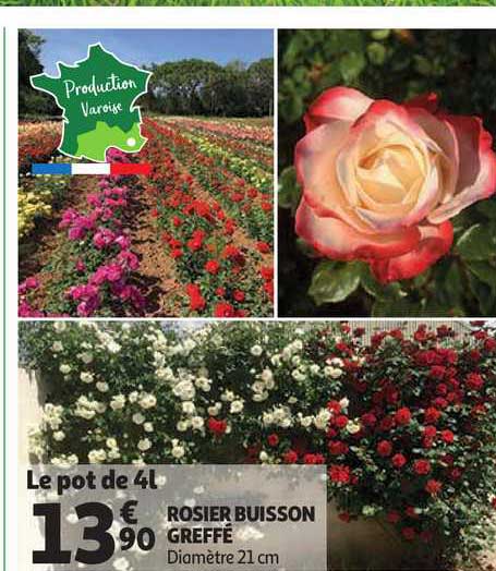 rosier buisson greffé