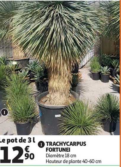 trachycarpus fortunei