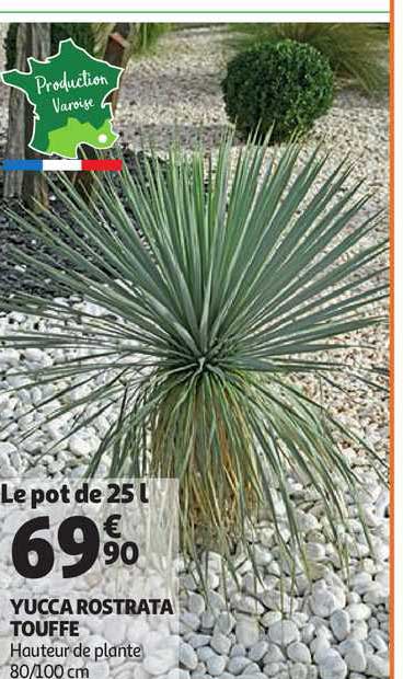 yucca rostrata touffe