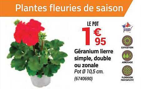 géranium lierre simple, double ou zonale