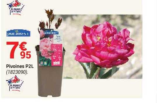jardibest pivoines p2l